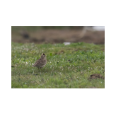 Denne lille fugl satte sig ca. 12 m fra mig - den måtte fotografers